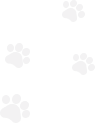 Pattern of small dog paws on a white background