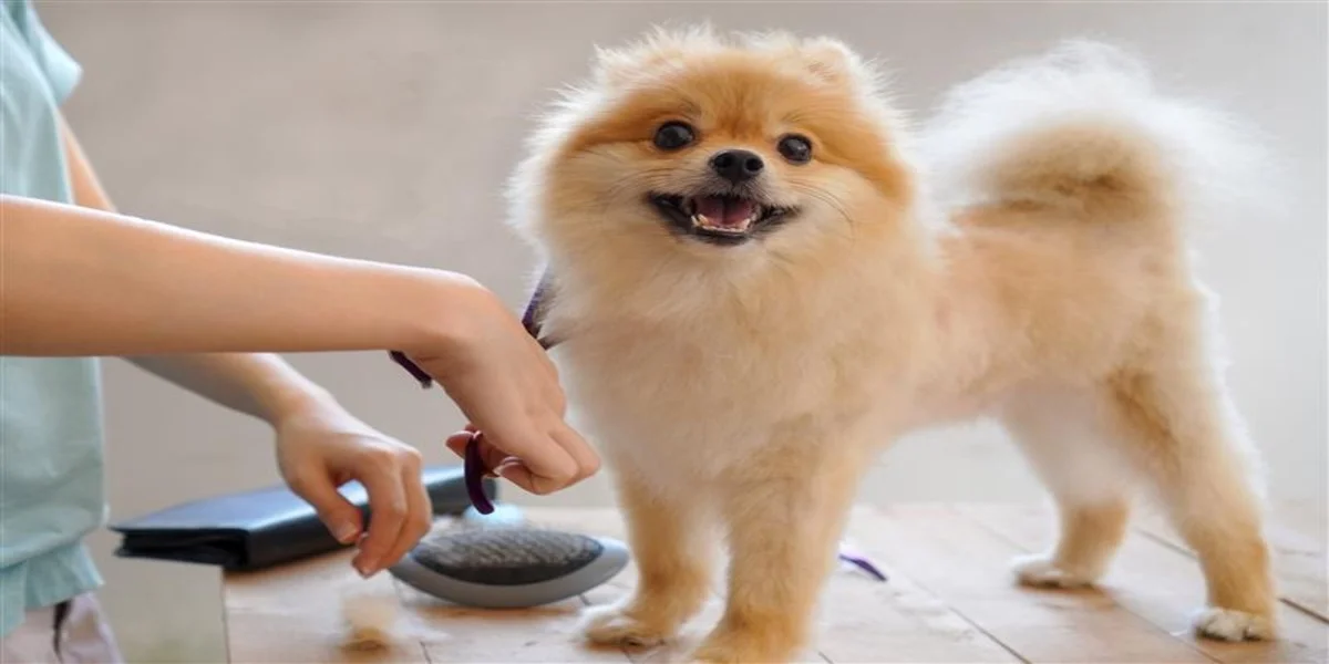 Convenient At-Home Dog Grooming in Nederland