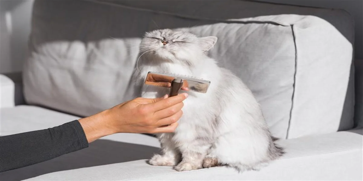 Home Cat Grooming Tips for Nervous Pets