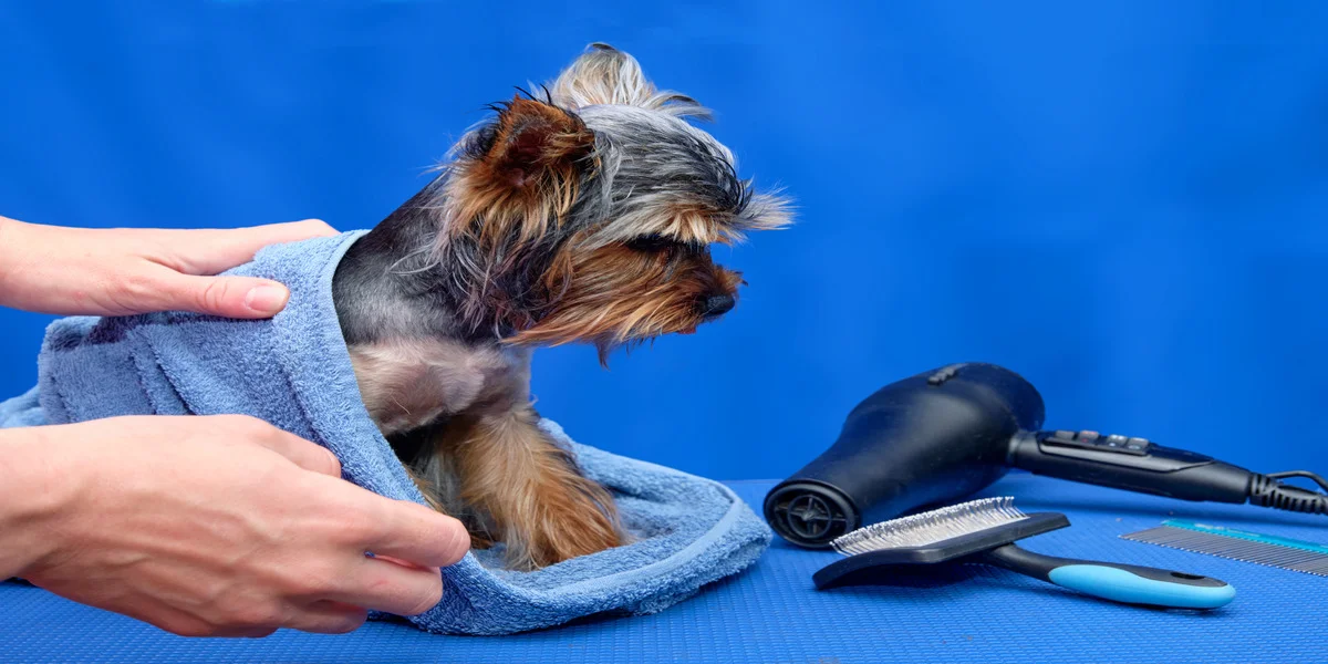 Why Grooming Is Essential for Pet Health: Expert Tips fro: Salon DOG in Nederland, TX
